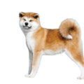 Akita