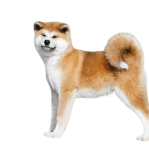 Akita