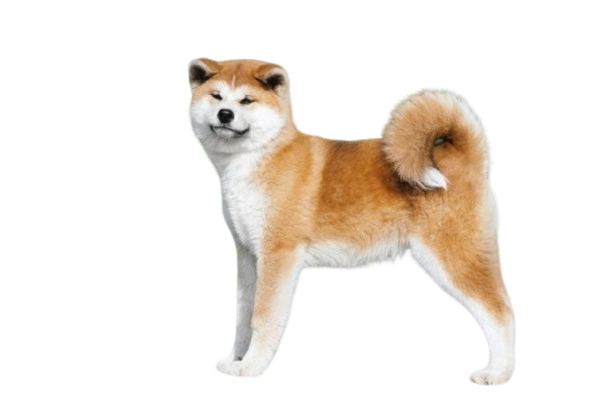 Akita