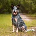 Australian Cattle Dog