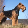 Airedale Terrier