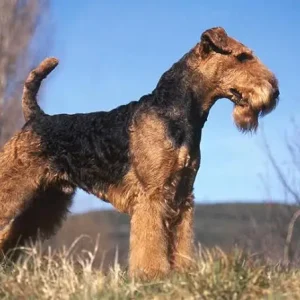 Airedale Terrier