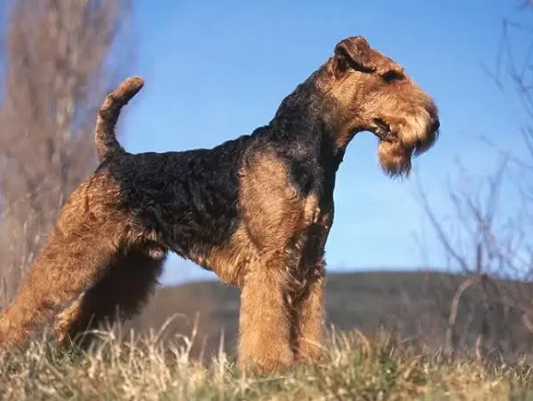 Airedale Terrier