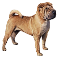 Shar-Pei