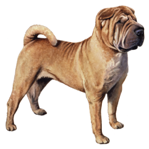 Shar-Pei