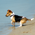 Smooth Fox Terrier