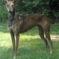 Spanish Greyhound