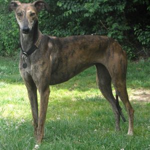 Spanish Greyhound