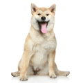 Shiba Inu