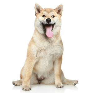 Shiba Inu