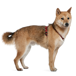 Shiba Inu