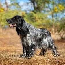 Russian Spaniel