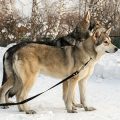 Saarloos wolfdog