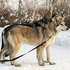 Saarloos wolfdog