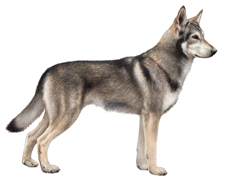 Saarloos wolfdog
