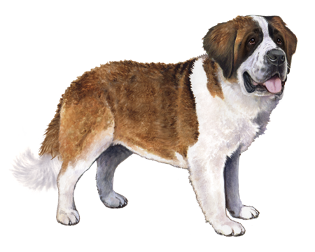 Saint Bernard (St. Bernard)