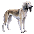 Saluki