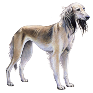 Saluki