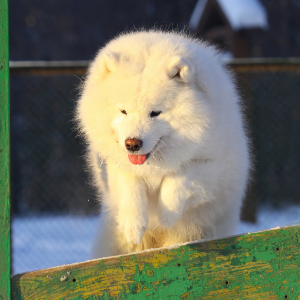 Samoyed
