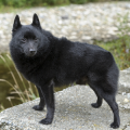 Schipperke