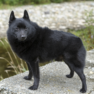 Schipperke