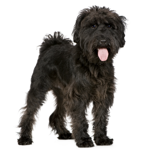 Standard Schnauzer