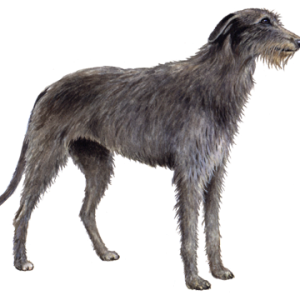 Scottish Deerhound