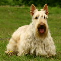 Scottish Terrier