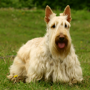 Scottish Terrier
