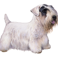 Sealyham Terrier