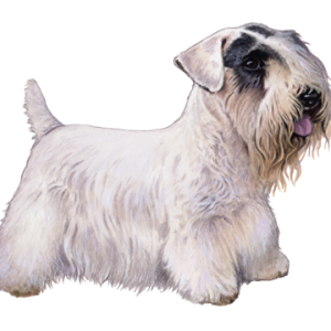 Sealyham Terrier