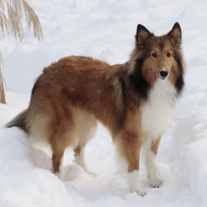 Shetland Sheepdog