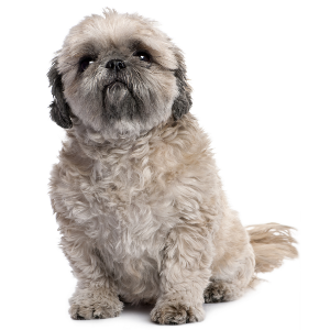 Shih Tzu