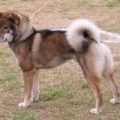 Shikoku dog