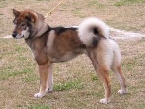 Shikoku dog