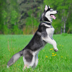 Siberian Husky