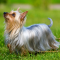 Silky Terrier