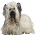 Skye Terrier