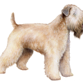 Soft Coated Wheaten Terrier