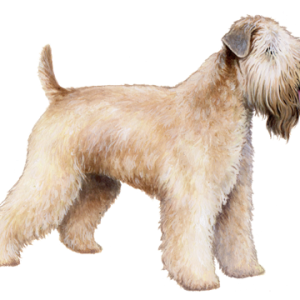 Soft Coated Wheaten Terrier
