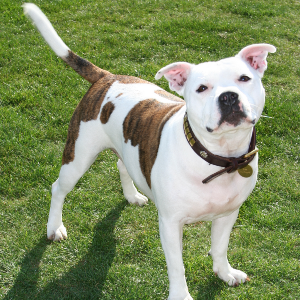 Staffordshire Bull Terrier