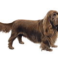 Sussex Spaniel