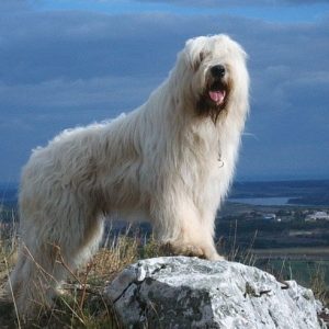 South Russian Ovcharka