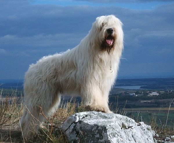 South Russian Ovcharka