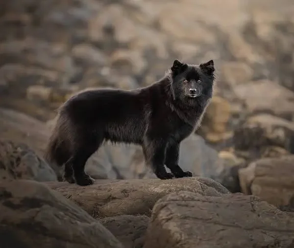 Swedish Lapphund