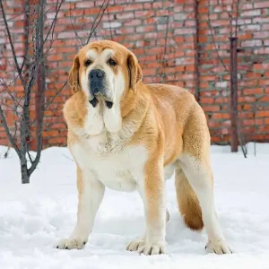 Spanish Mastiff