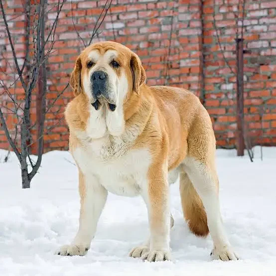 Spanish Mastiff