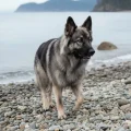 Shiloh Shepherd dog