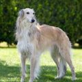 Silken Windhound