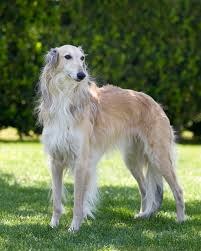 Silken Windhound